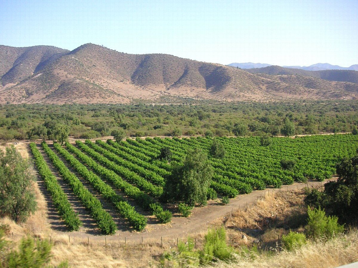 Wine landscape in Chile