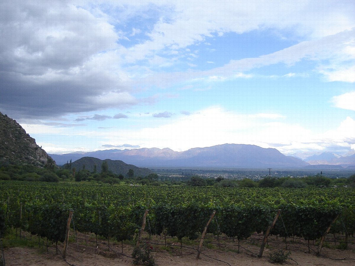 Wine landscape in Argentina