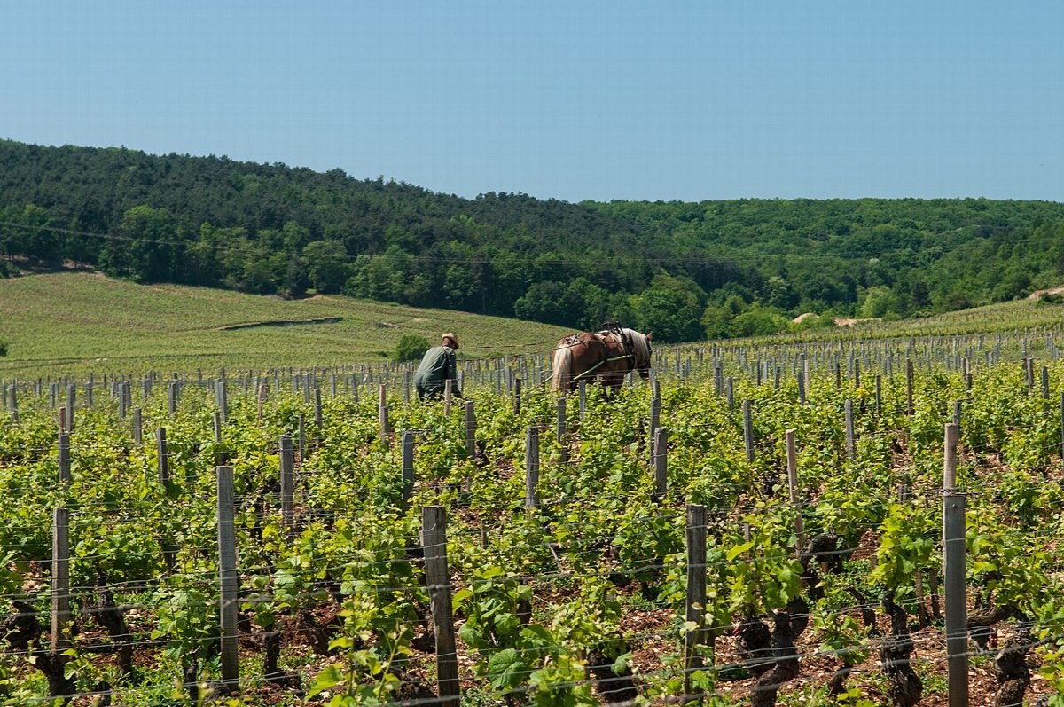 Wine landscape in France