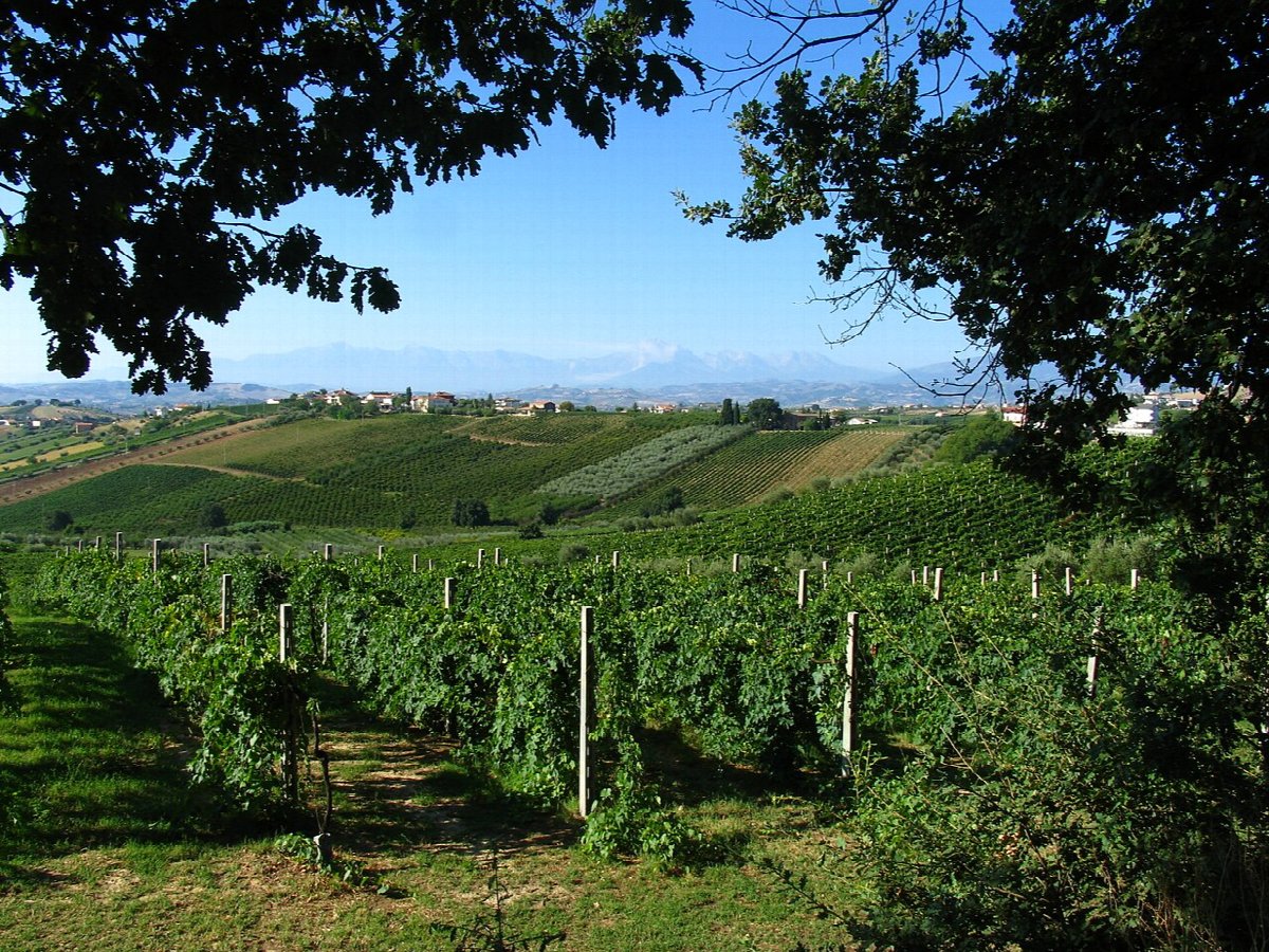 Wine landscape in Italy