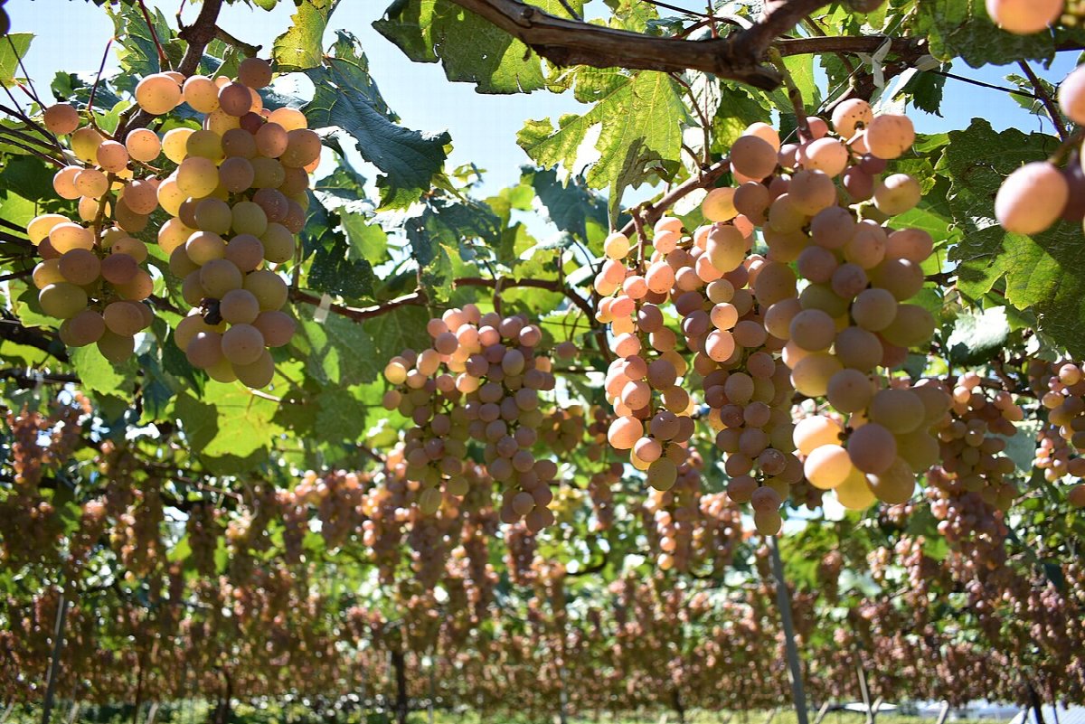 Weinlandschaft in Japan