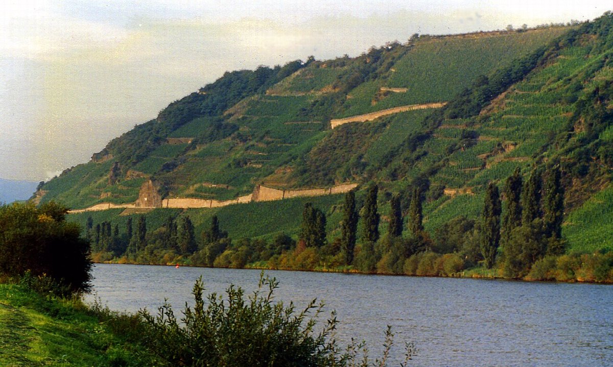 Weinberge in Mosel