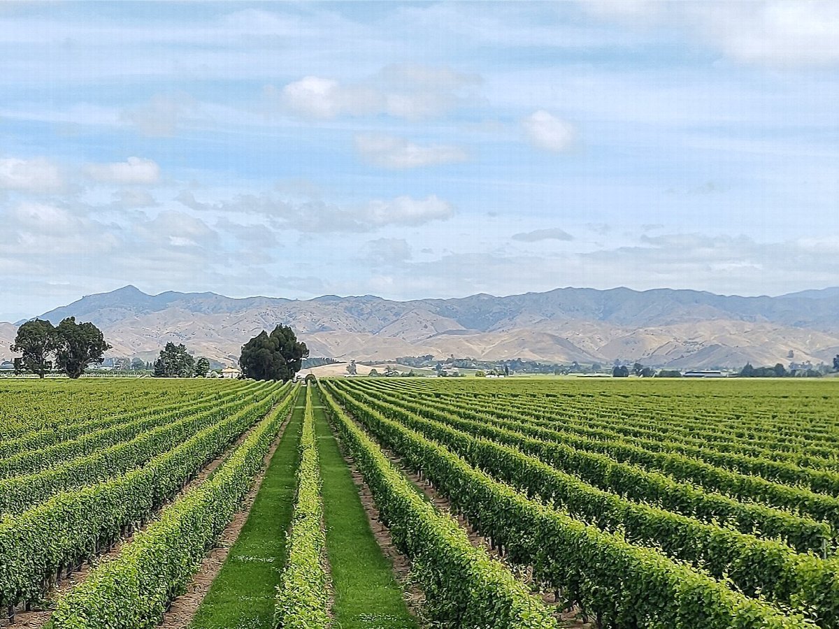 Viñedos de Marlborough