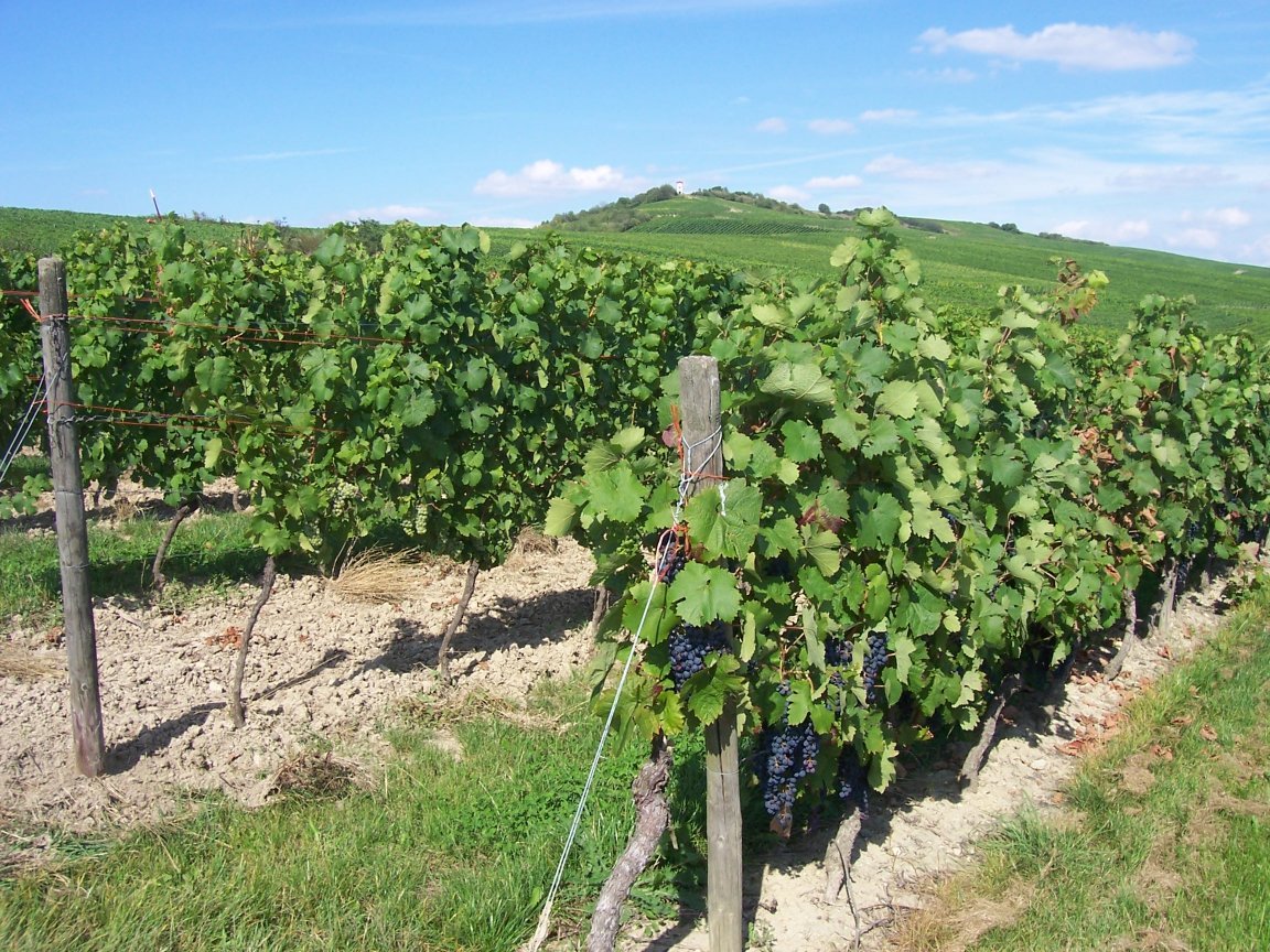 Weinberge in Rheinhessen