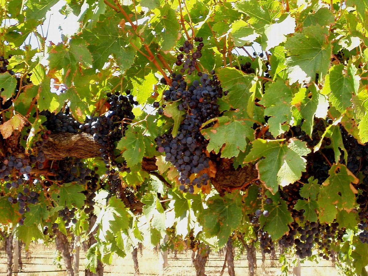 Vineyards in Barossa Valley