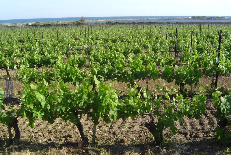 Vignobles en Languedoc