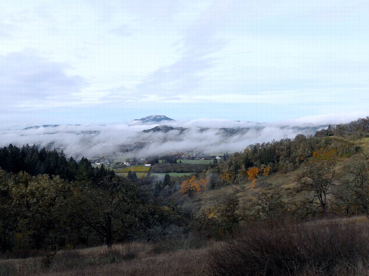 Weinberge in Willamette Valley