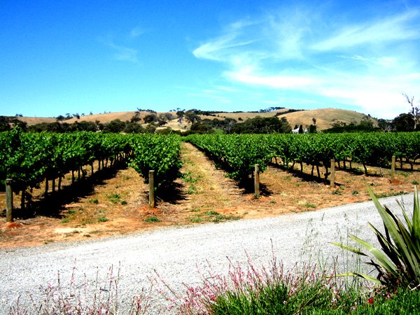 Wijngaarden in McLaren Vale