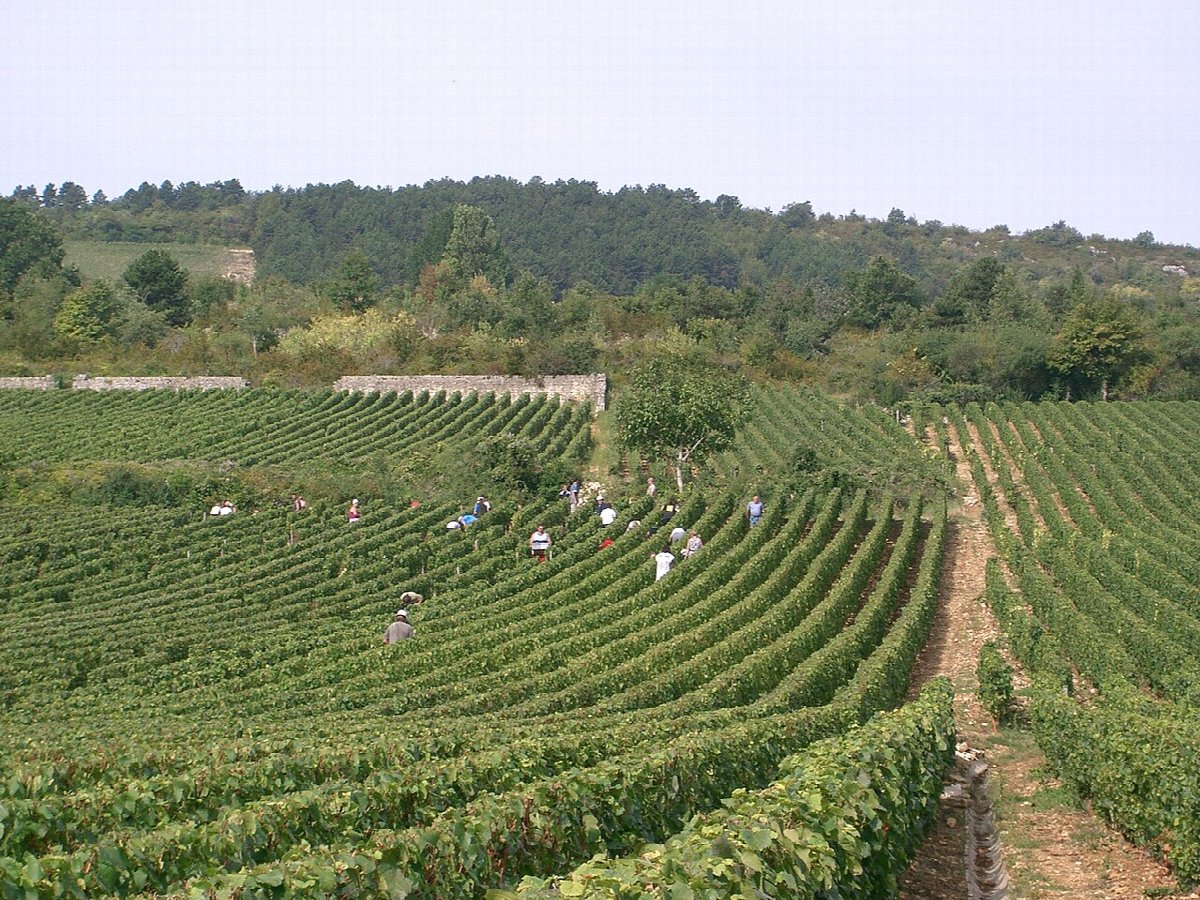 Weinberge in Meursault