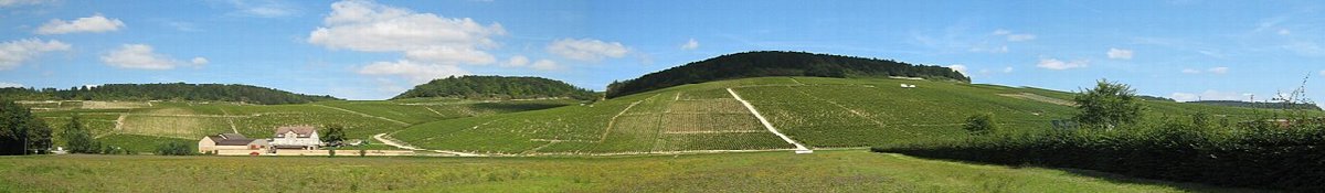 Weinberge in Chablis