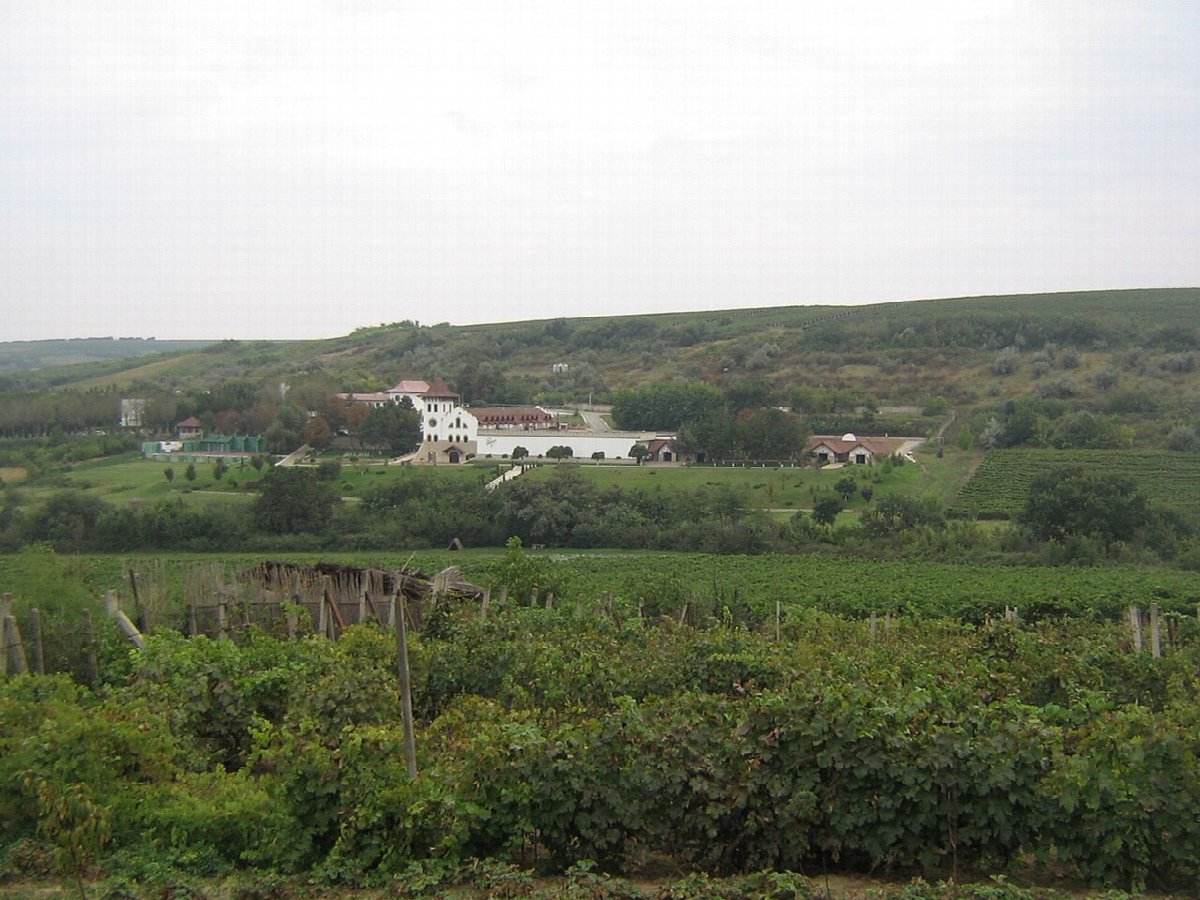 Weinlandschaft in Moldova