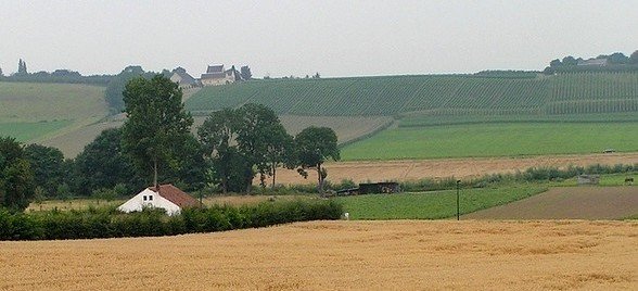 Paysage viticole en Netherlands