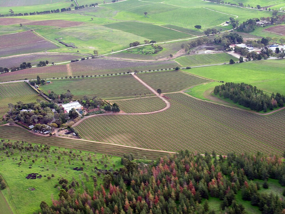 Wine landscape in Australia