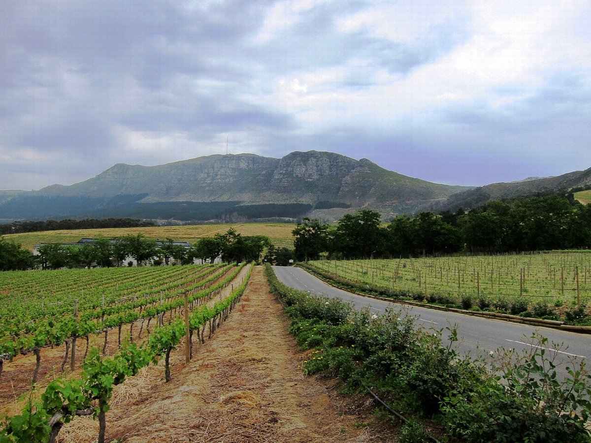 Paysage viticole en South Africa