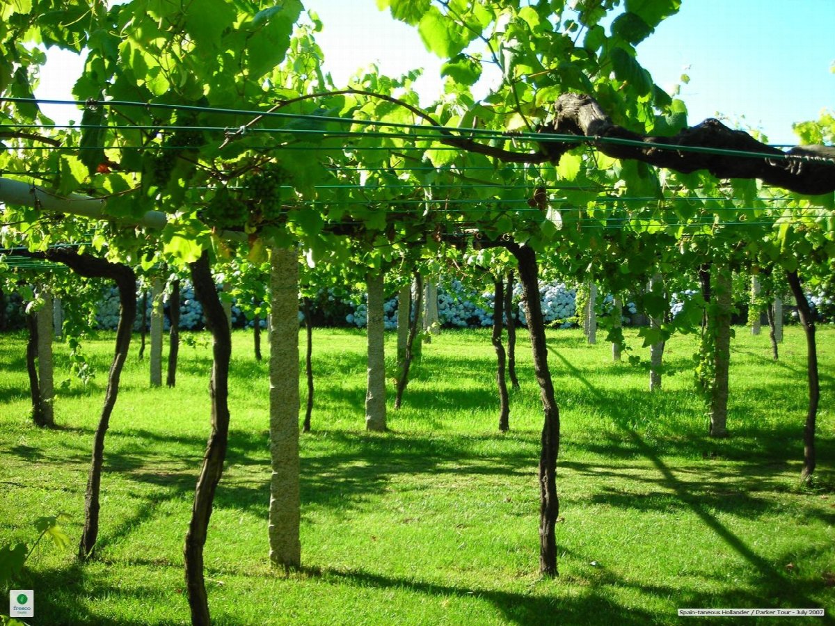 Wine landscape in Spain